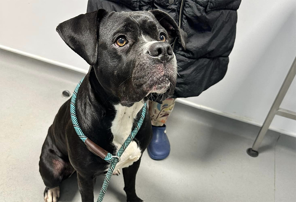 DOG THAT WENT MISSING FOLLOWING RYDE CAR CRASH REUNITED WITH OWNERS