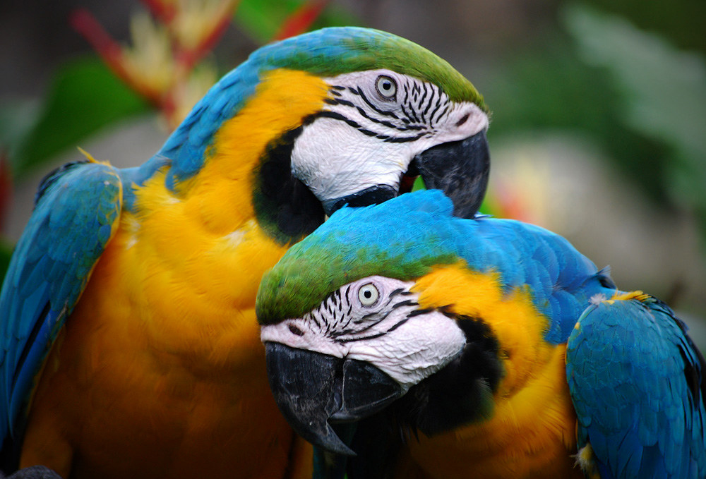 FAILING TO ABATE PARROT SHRIEKING LANDS GURNARD WOMAN IN COURT