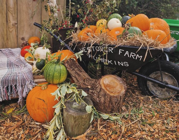 PICK YOUR OWN PUMPKIN PATCH AT WESTOVER FARM RETURNS