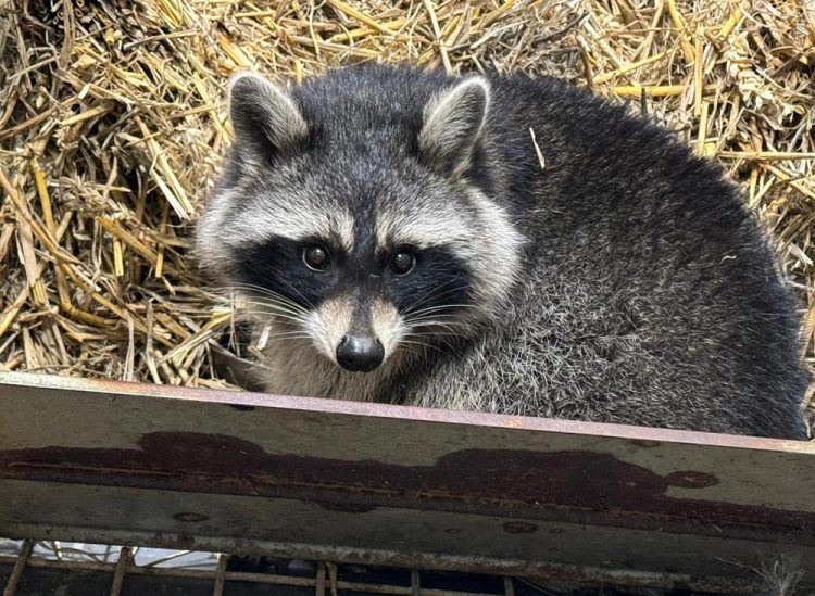 FURRY FUGITIVES ALL BACK HOME AFTER GREAT ESCAPE FROM AMAZON WORLD ZOO PARK