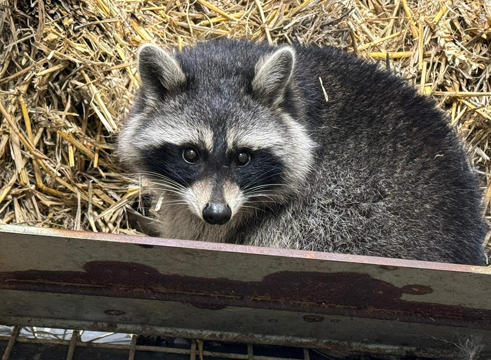 FURRY FUGITIVES ALL BACK HOME AFTER GREAT ESCAPE FROM AMAZON WORLD ZOO PARK