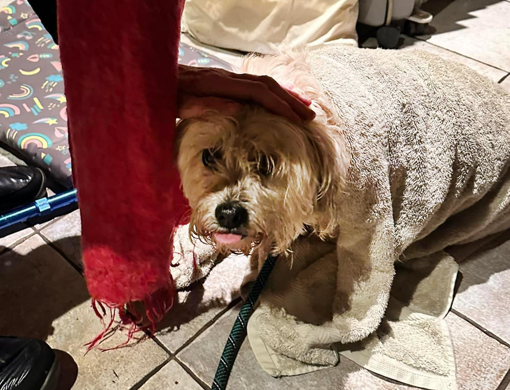 LOST DOG HOLLY FOUND THANKS TO EFFORTS OF LOCAL BUSINESSMAN AND RESCUE GROUP