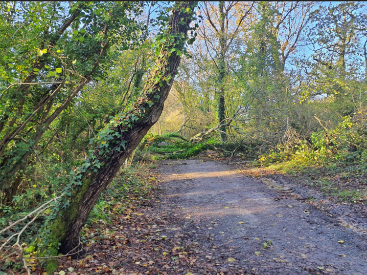 ISLAND ROADS RESPONDED AS STORM BERT BROUGHT DOWN TREES