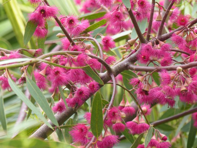 BOTANIC GARDEN’S EUCALYPTUS TREES GAIN NATIONAL PLANT COLLECTION STATUS