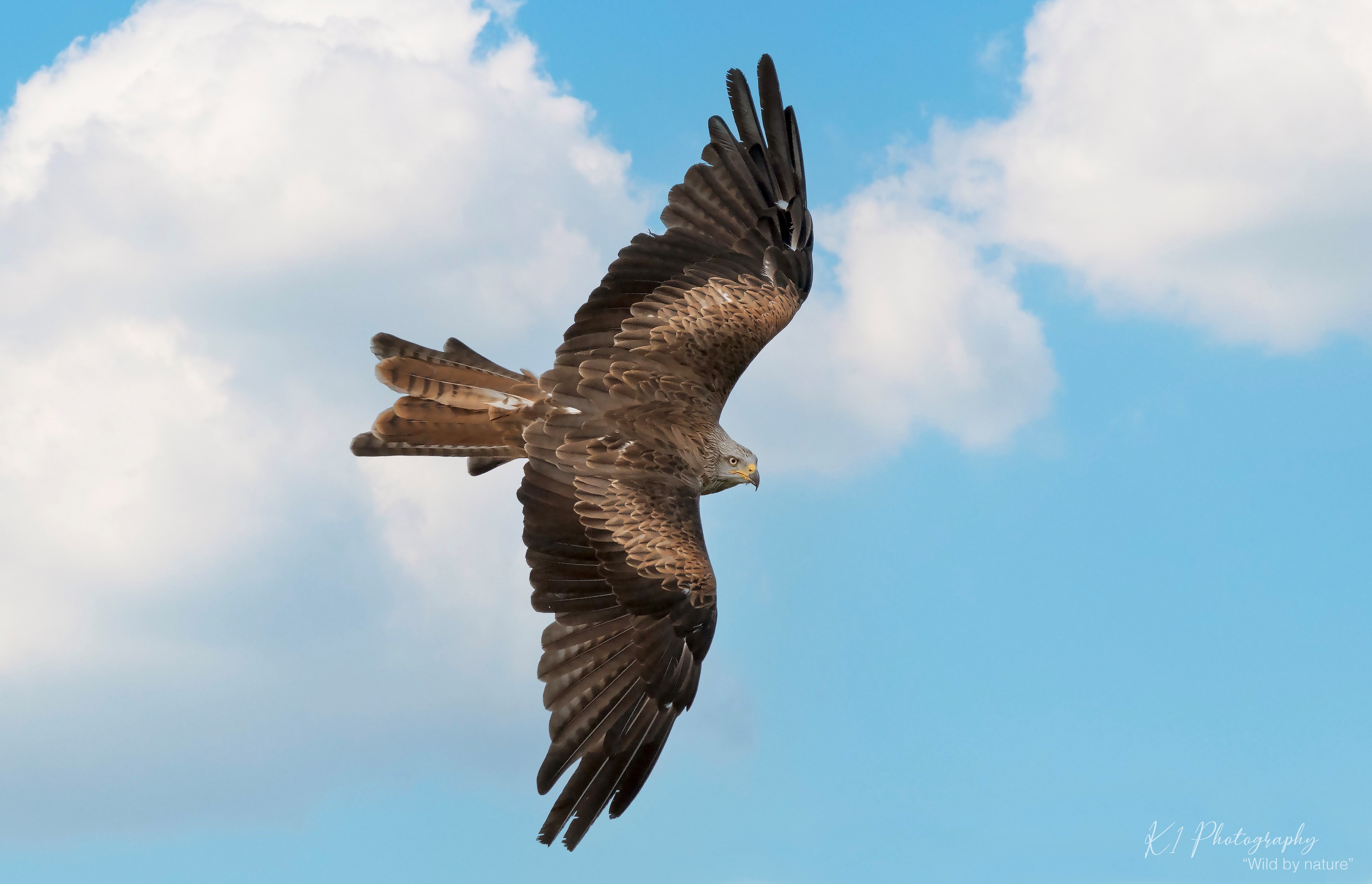 FALCONS TO FLY AT ROBIN HILL ONCE AGAIN THANKS TO RESCUE DEAL