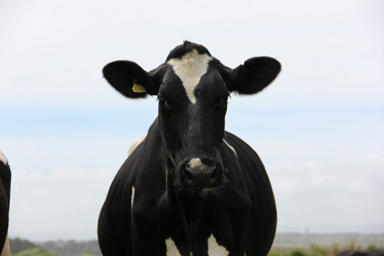 ON THIS DAY: 40 YEARS AGO HELICOPTER AIRLIFTED PREGNANT COW TO SAFETY AFTER CLIFF FALL