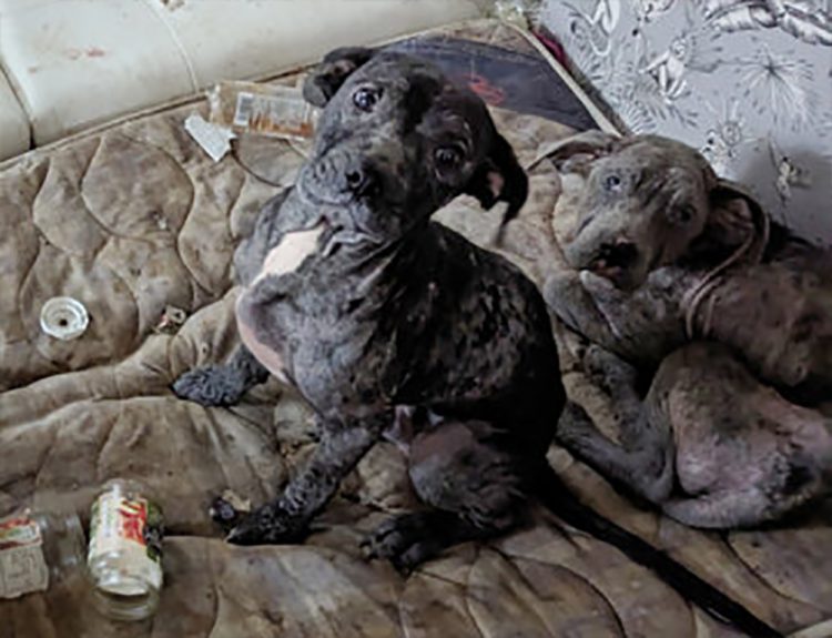 ANIMAL ABANDONEMENT CASES ON THE ISLE OF WIGHT UP 28% IN 2 YEARS