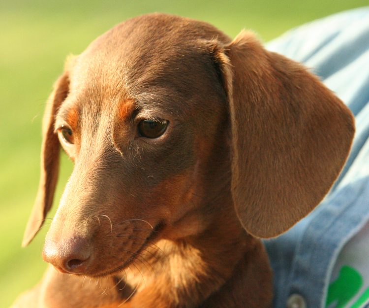 CHRISTMAS PAWTY FOR DACHSHUNDS AT RYDE’S STAR COFFEE & ALE HOUSE
