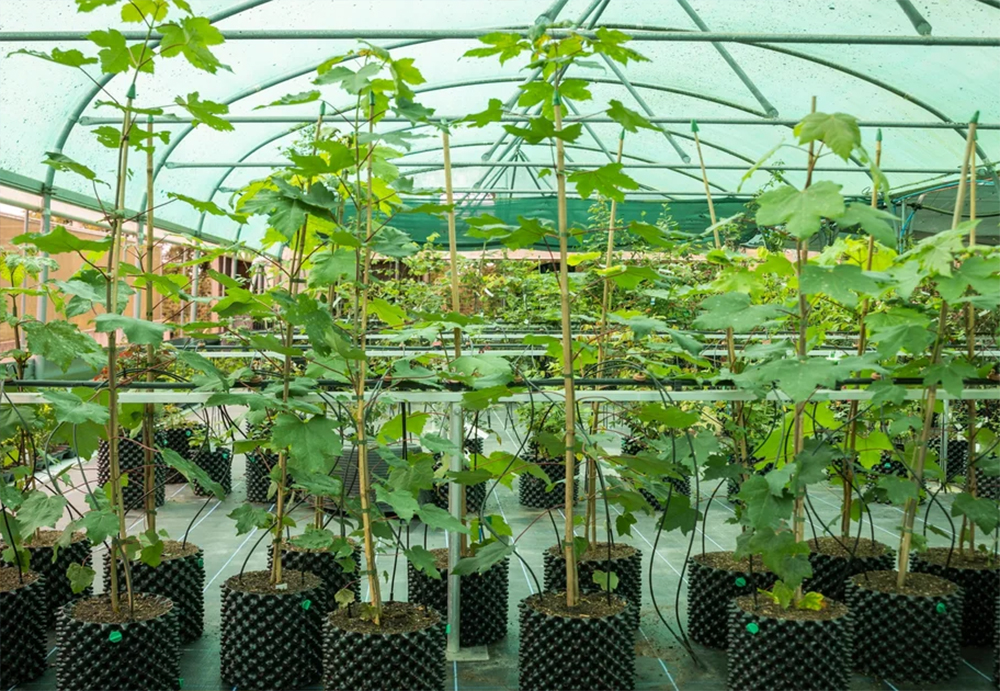 ISLAND SCHOOL NAMED AS ONE OF 49 RECIPIENTS OF A ‘TREE OF HOPE’