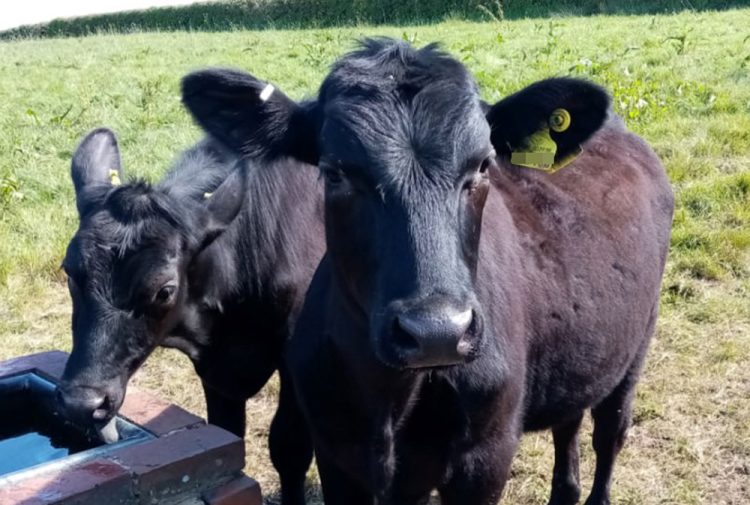 BLUETONGUE VIRUS DISCOVERED IN COW THROWING ISLE OF WIGHT INTO RESTRICTION ZONE