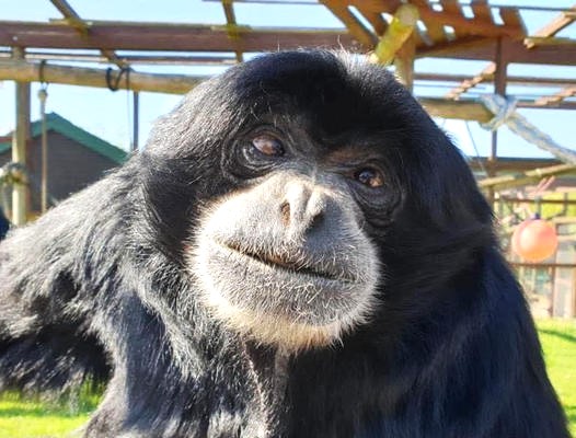 £5,000 RAISED FOR XHABU’S LIFE SAVING VET TREATMENT