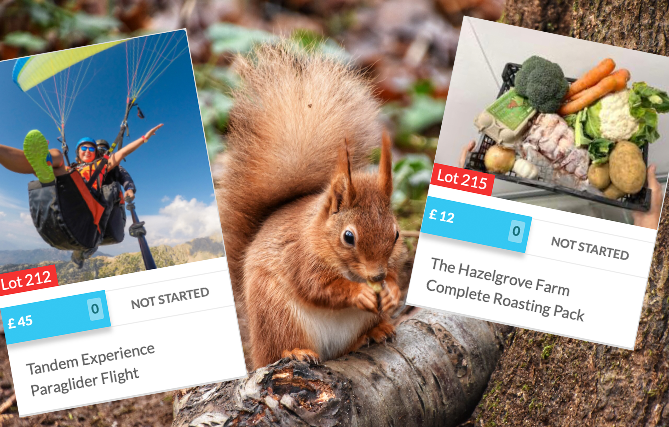 225 LOTS FEATURE IN THE BIG CHRISTMAS ONE AUCTION FOR ISLAND’S RED SQUIRRELS