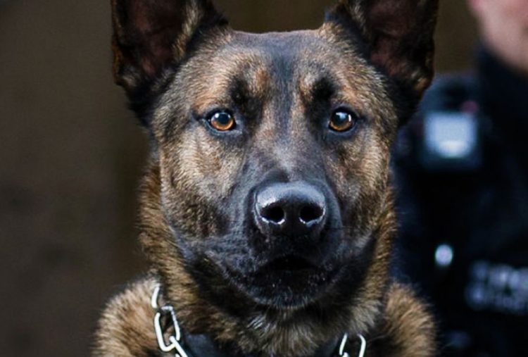 NEW DOG ON THE BLOCK! SAY HELLO TO ISLE OF WIGHT POLICE’S PD ECHO