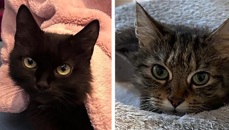 MORE THAN 100 ANIMAL NEGLECT INCIDENTS ON THE ISLAND IN FIRST 9 MONTHS OF 2024