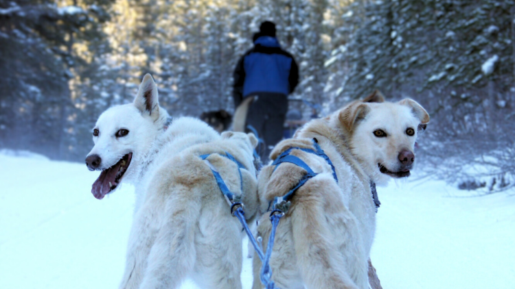 BE AMONG THE FIRST TO SIGN UP FOR EPIC LAPLAND HUSKY CHALLENGE FOR MOUNTBATTEN