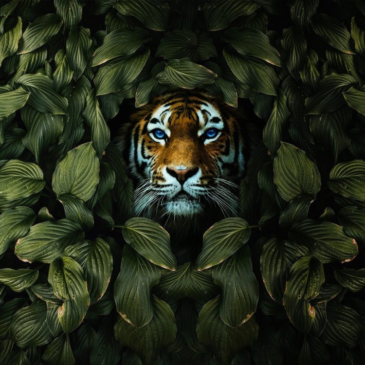 FORTUNE TIGER: A SPIRITED SLOT ADVENTURE