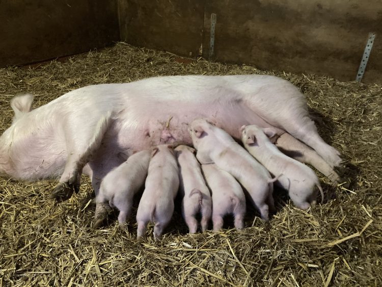 6 RARE MIDDLE WHITE PIGLETS BORN IN SANDFORD ON NEW YEAR’S DAY