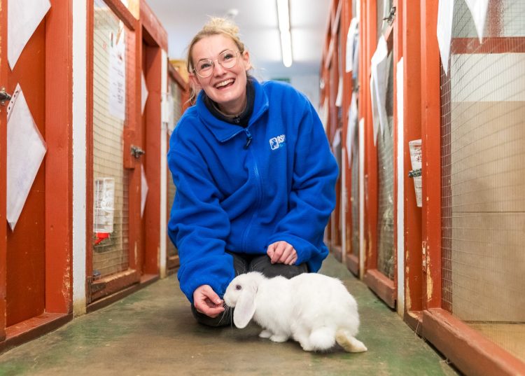 RSPCA ISLE OF WIGHT TO HOST RABBIT AND GUINEA PIG DROP IN WELFARE CLINIC