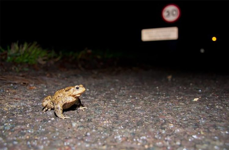 VOLUNTEER PATROLLERS STEP UP TO SAVE LOCAL TOADS