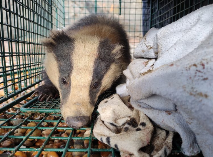 GRAHAM TO THE RESCUE! INJURED BADGER SAVED FROM THE CLIFFS AT WHALE CHINE