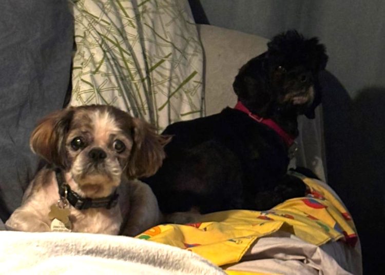 LOVING HOME WANTED FOR 2 SPECIAL DOGS COLLECTED ON CHRISTMAS EVE