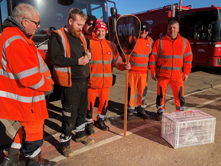 QUACK-TASTIC TEAMWORK! BIFFA CREW AND CHARITY RESCUE DUCKLINGS FROM LORRY DANGER