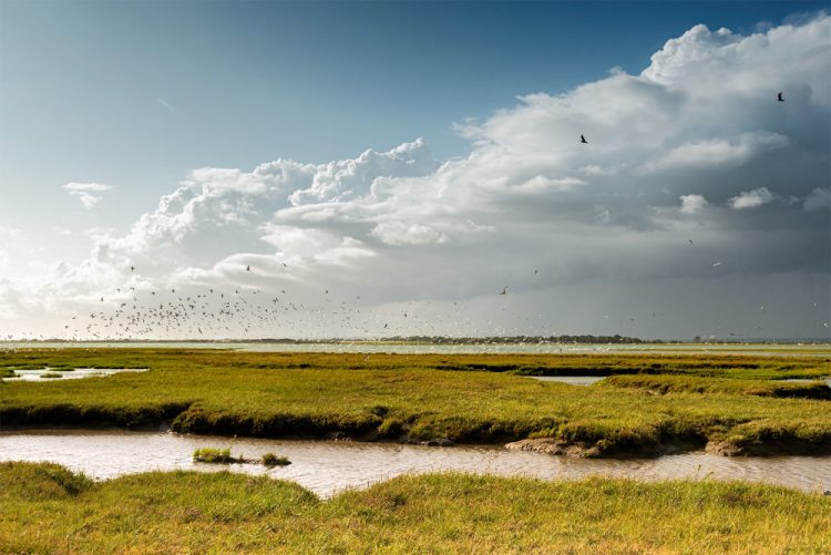 NEW REPORT FINDS SOLENT NATURE COULD BE LOST FOREVER WITHOUT URGENT HELP