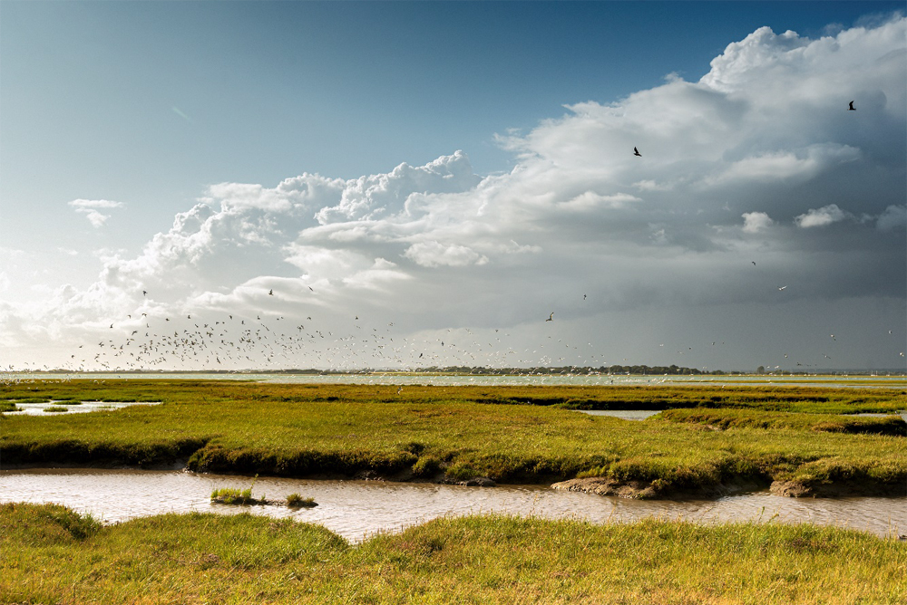 NEW REPORT FINDS SOLENT NATURE COULD BE LOST FOREVER WITHOUT URGENT HELP