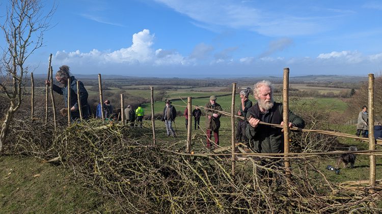 SUN SHINES ON 2025 ISLE OF WIGHT HEDGELAYING COMPETITION
