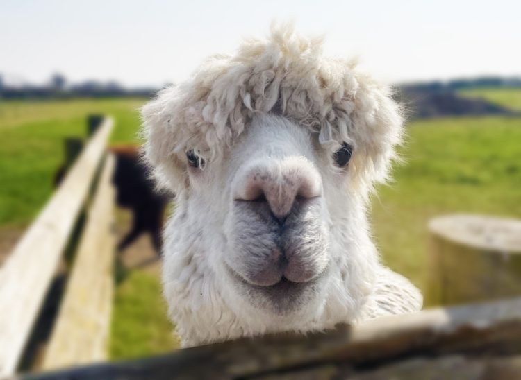 BARN FOR ALPACAS COULD BE BUILT AT NORTHWOOD IF PLANNING IS GRANTED