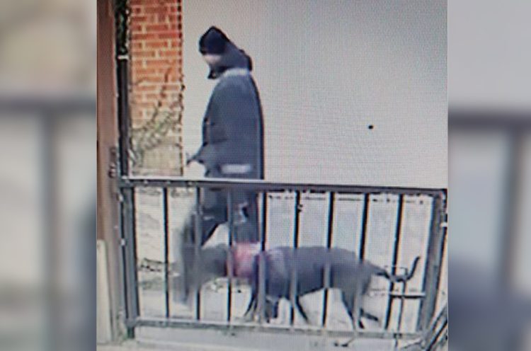 DOG OWNER SOUGHT AFTER MAN BITTEN ON THE LEG IN NEWPORT