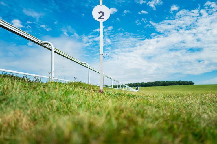 THE FAVOURITES FOR THE CHAMPION BUMPER