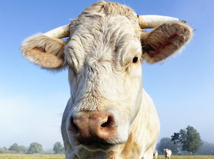 FARM BARNS PLAN REJECTED BY COUNCIL OVER ‘EXCESSIVE LANDSCAPE IMPACTS’