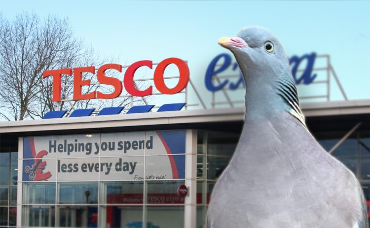 PIGEON TRAPPED INSIDE RYDE SUPERMARKET ESCAPED OVER THE WEEKEND