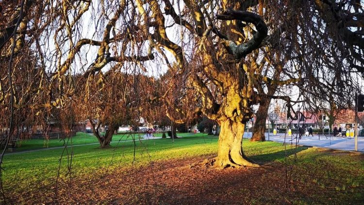120-YEAR-OLD WEEPING BEECH TREE TO BE FELLED AND REPLACED AT CHURCH LITTEN