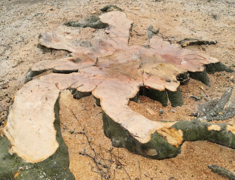 COUNCIL CONFIRM THEY WILL REPLACE FELLED WEEPING BEECH NEXT WEEK