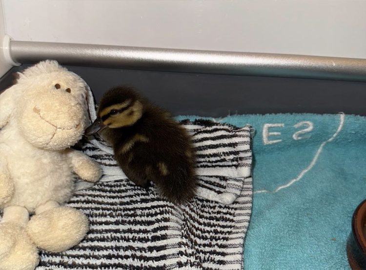 LONE DUCKLING RESCUED FROM THE WATER IN NEWPORT