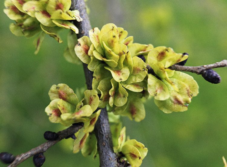 LOOK OUT FOR A SPECIAL SIGN OF SPRING – ELM BLOSSOM