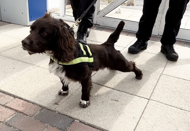 POLICE WELCOME NEW DIGITAL DETECTION DOGS TO SNIFF OUT ELECTRONIC HARDWARE