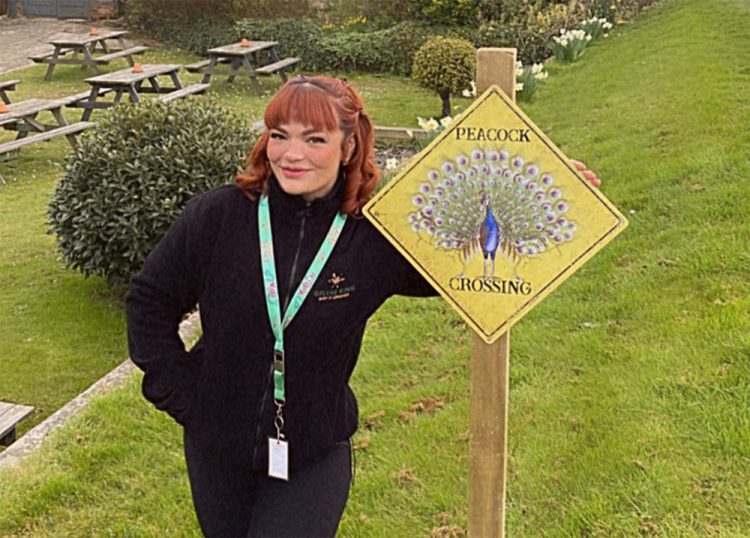 MOTORISTS WARNED OF CROSSING PEACOCKS WITH ERECTION OF UNUSUAL SIGN