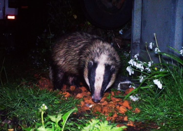 SAD END FOR ‘BLIND’ VENTNOR BADGER FREQUENTLY SPOTTED IN TOWN