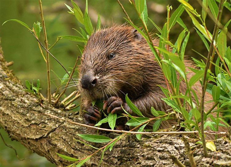 GREEN LIGHT FOR BEAVER RELEASE – EASTERN YAR PLANS MOVE ONE STEP CLOSER