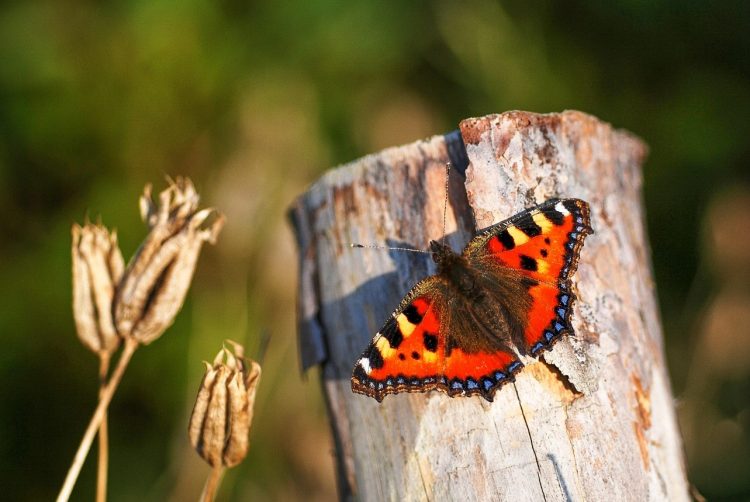 ISLANDERS URGED TO TAKE ACTION AS 2024 DECLARED ONE OF THE WORST YEARS FOR BUTTERFLIES