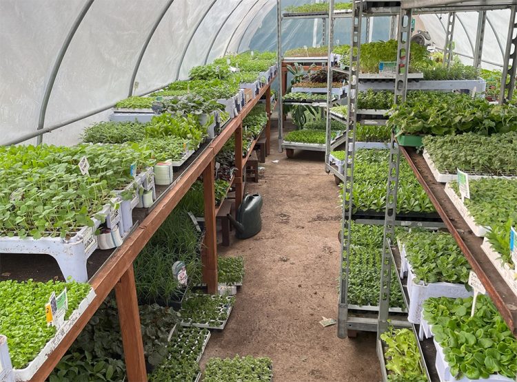 POPULAR PLUG PLANT WEEKEND RETURNS TO CARE IN THE GARDEN