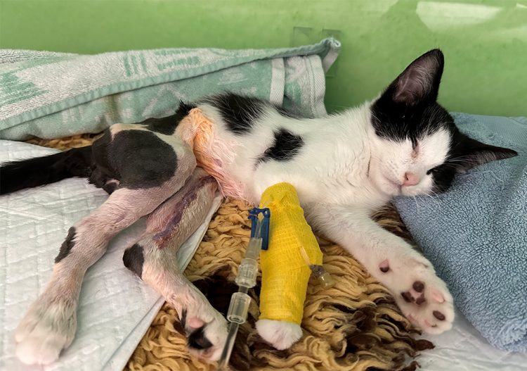 CHARITY ASKS ISLAND SUPPORTERS TO DIG DEEP FOR CAT WITH HORRIFIC INJURIES