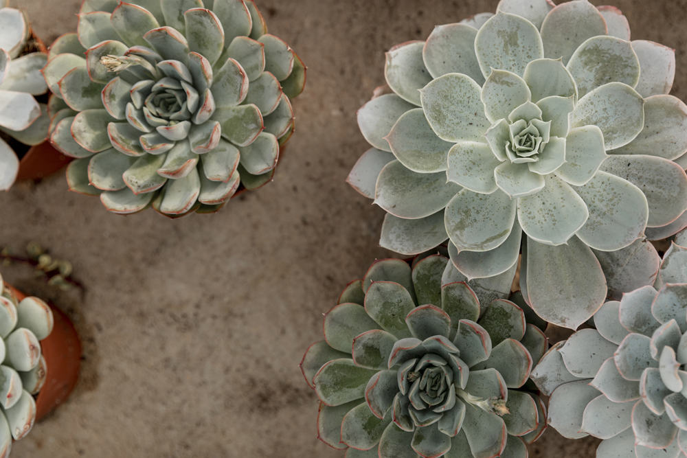 THE ULTIMATE GUIDE TO SUCCULENT PLANTS IN DUBAI: CARE, SELECTION, AND STYLING TIPS