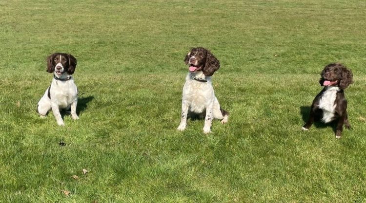 NEW DIGI DOGS DEPLOYED TO TACKLE DIGITAL CRIME ACROSS THE REGION