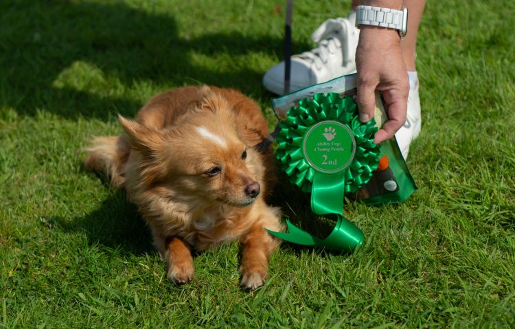 TAILS WAG FOR CHARITY AT ABILITY DOGS 4 YOUNG PEOPLE FUN DOG SHOW