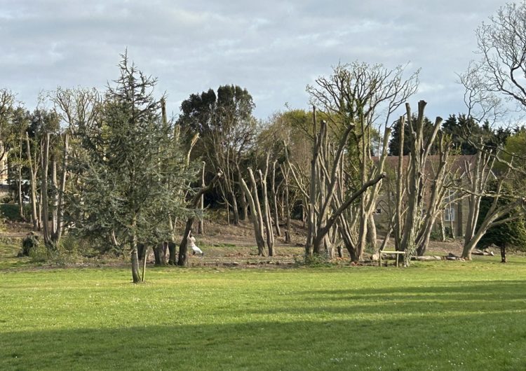 CONTINUED UPSET OVER THE ‘DESTRUCTION’ OF SANDOWN’S LOS ALTOS PARK