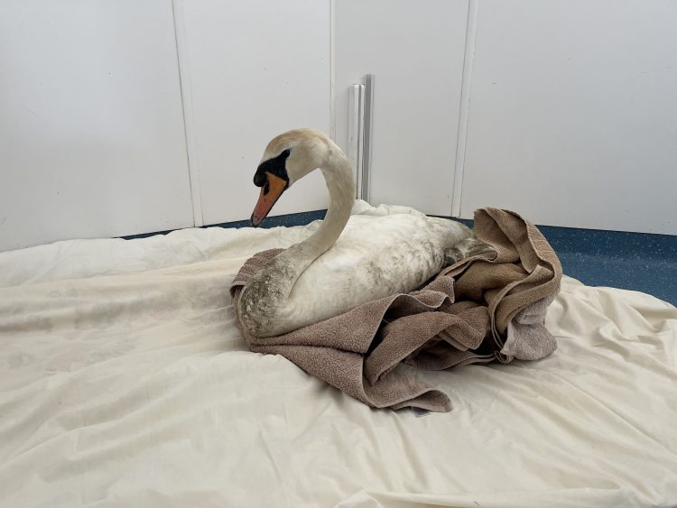 INJURED SWAN RESCUED AND CARED FOR AFTER EARLY MORNING CALL-OUT